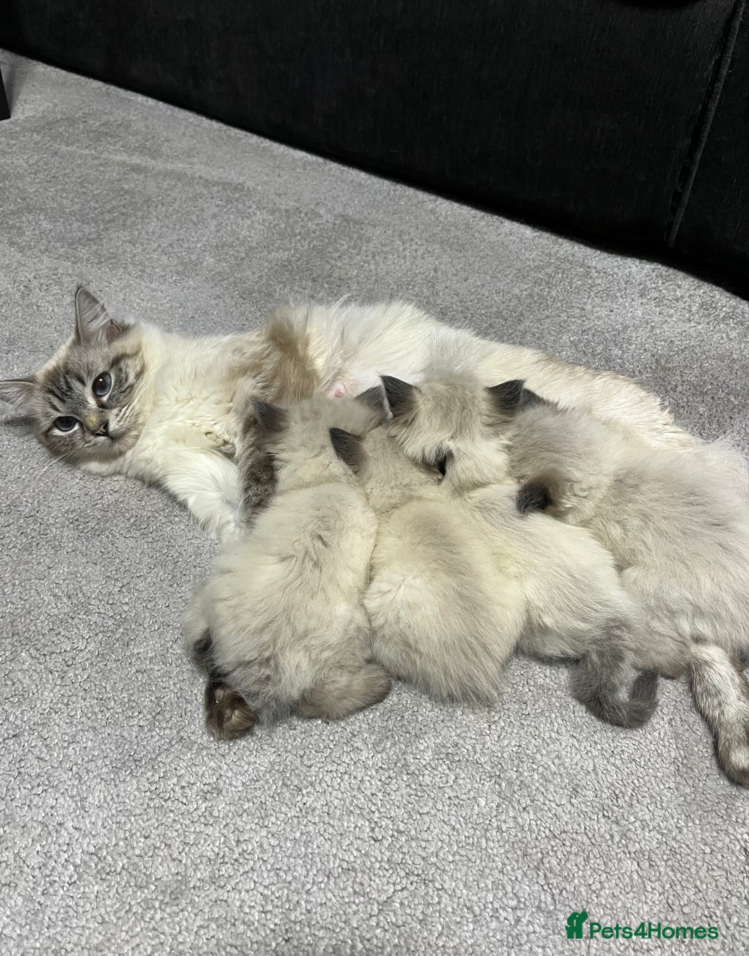 Ragdoll cats for sale: 7 beautiful lynx blue/seal point ragdoll kittens - Image 15