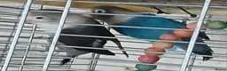Lovebirds birds for sale: Lovebirds dna'd fischers lovebirds  - Advert 9
