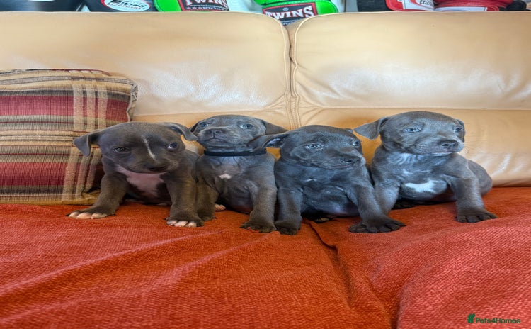 Staffordshire Bull Terrier dogs - Advert 3