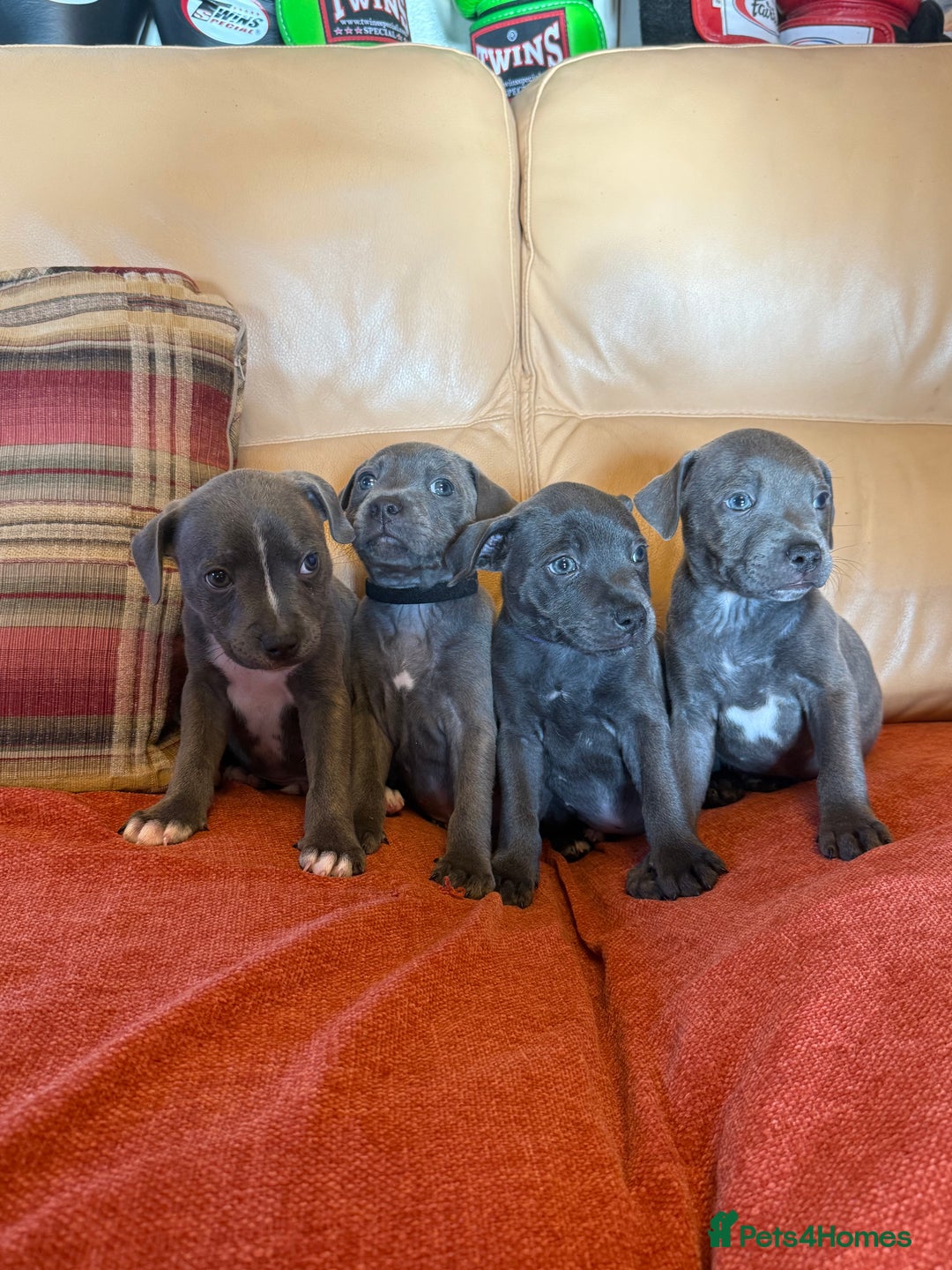 Staffordshire Bull Terrier dogs for sale: Adorable KC Reg/Health Tested SBT Puppies - Image 1