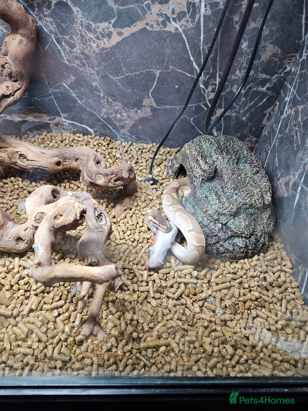 Python Snake reptiles for sale: Ball pythons - Advert 1