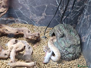 Python Snake reptiles Ball pythons - Advert 3