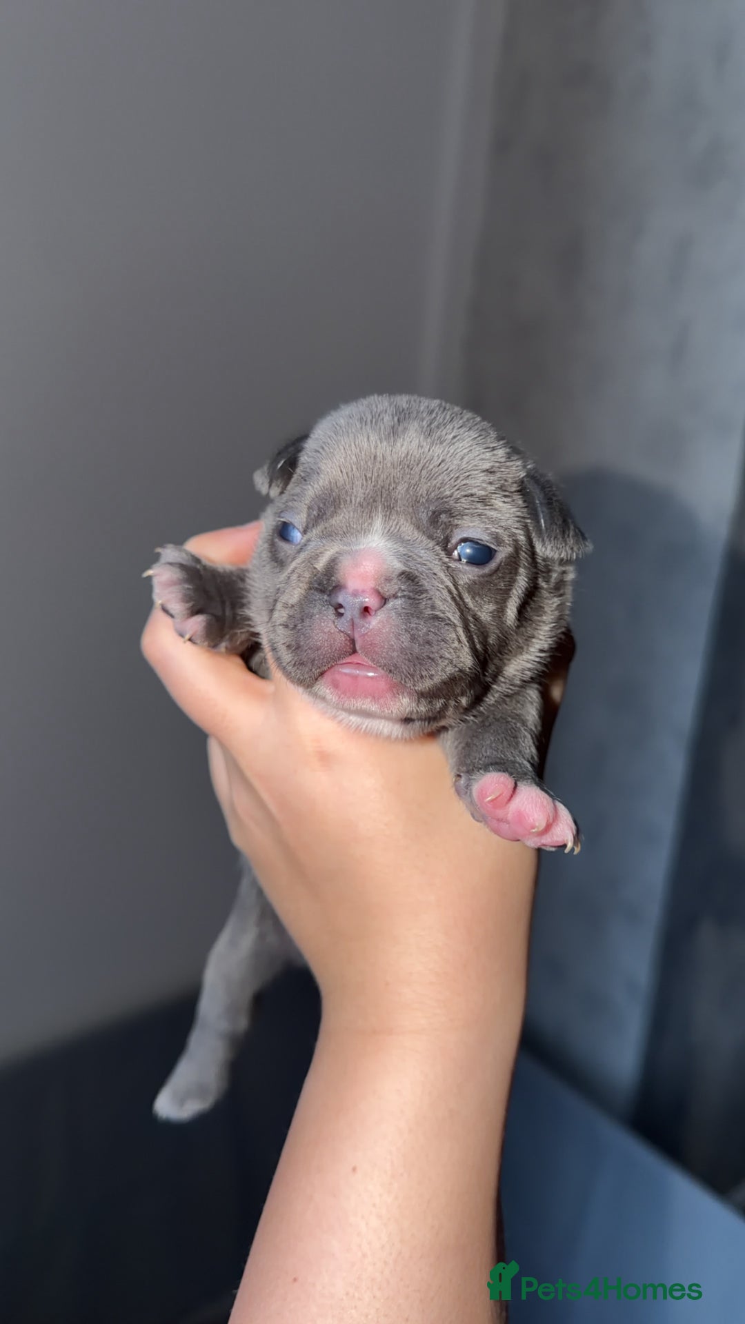 French Bulldog dogs for sale: Gorgeous Lilac, Pink Isabella, & Blue Frenchies - Advert 16