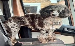 Cockapoo dogs for sale: 🐾 Gorgeous Cockapoo Puppies Ready now 🐾  - Image 9