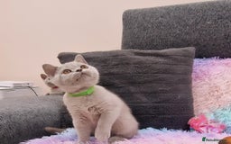 British Shorthair cats for sale: British Shorthair Lilac kittens  - Image 3