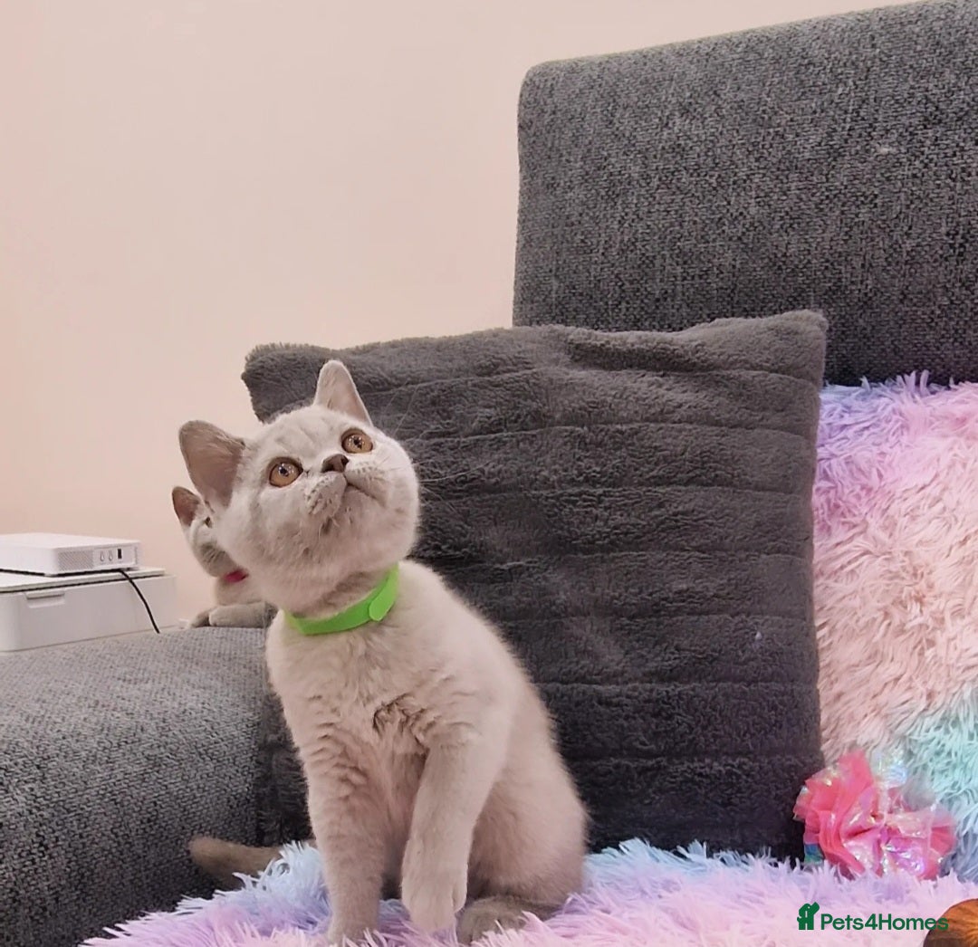 British Shorthair cats for sale: British Shorthair Lilac kittens  - Image 3