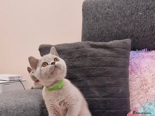 British Shorthair cats - Advert 3