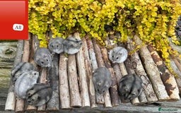 Hamster rodents for sale: Dwarf winter white russian hamsters. Sheffield. - Image 14