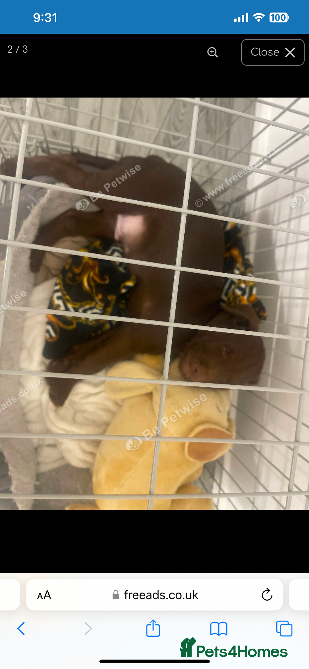 Patterdale Terrier dogs for sale: Patterdale - Advert 2