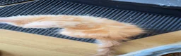 Maine Coon cats for sale: Maine Coon Kittens - Advert 15