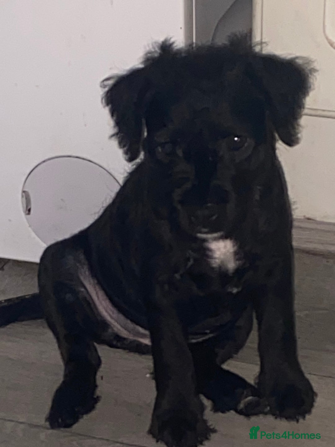 Patterdale Terrier dogs for sale: **READY NOW!!!Beautiful Patterdale Pups** - Advert 17