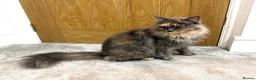 Maine Coon cats for sale: Stunning Fluffy Maine Coons - Advert 2