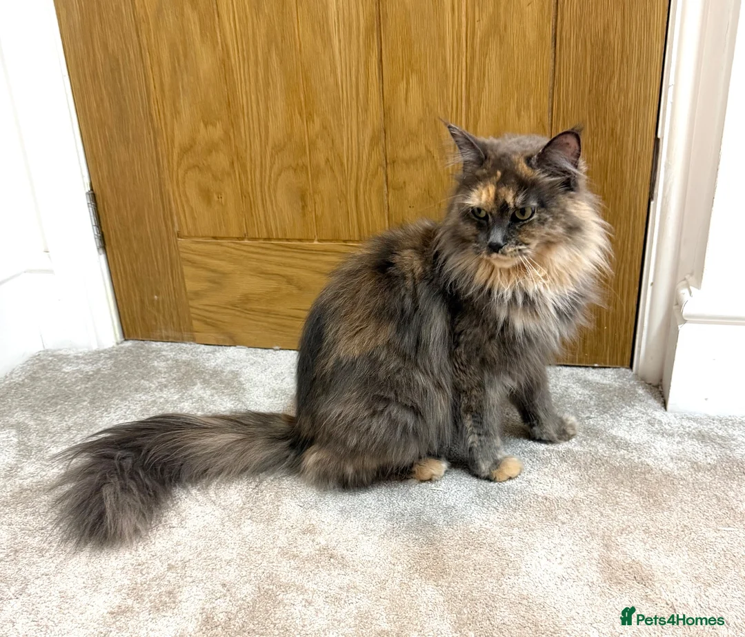 Maine Coon cats for sale: Stunning Fluffy Maine Coons - Advert 2