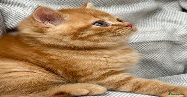 British Shorthair cats - Advert 9