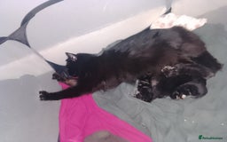 Ragdoll cats for sale: Beautiful Tabby X ragdoll kittens  - Image 6