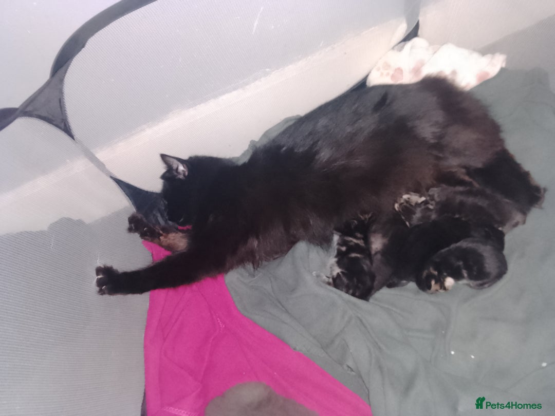 Ragdoll cats for sale: Beautiful Tabby X ragdoll kittens  - Image 6