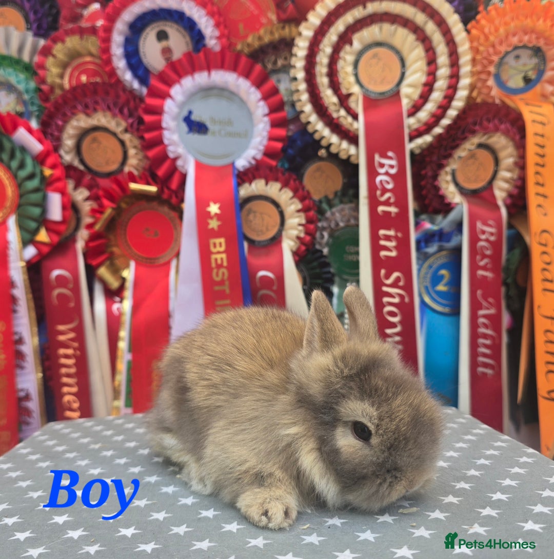 Lionhead rabbits for sale: Purebred Lionhead babies available  - Image 5