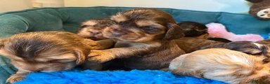 Cocker Spaniel Puppy 4