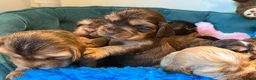 Cocker Spaniel dogs for sale: Outstanding show cocker spaniels - KC in Leicester - Advert 27