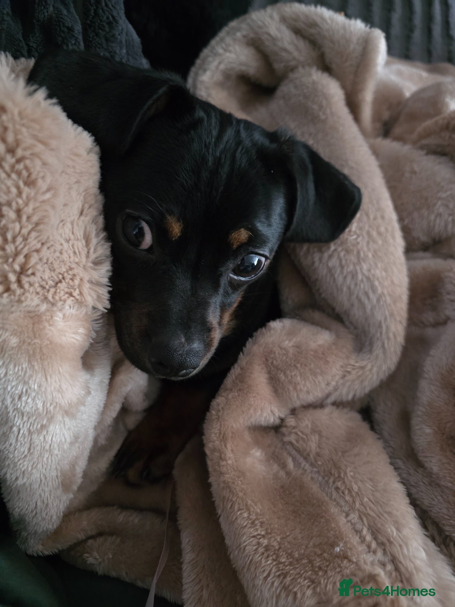 Mixed Breed dogs for sale: Dashaund/pug for sale in Liverpool - Advert 1