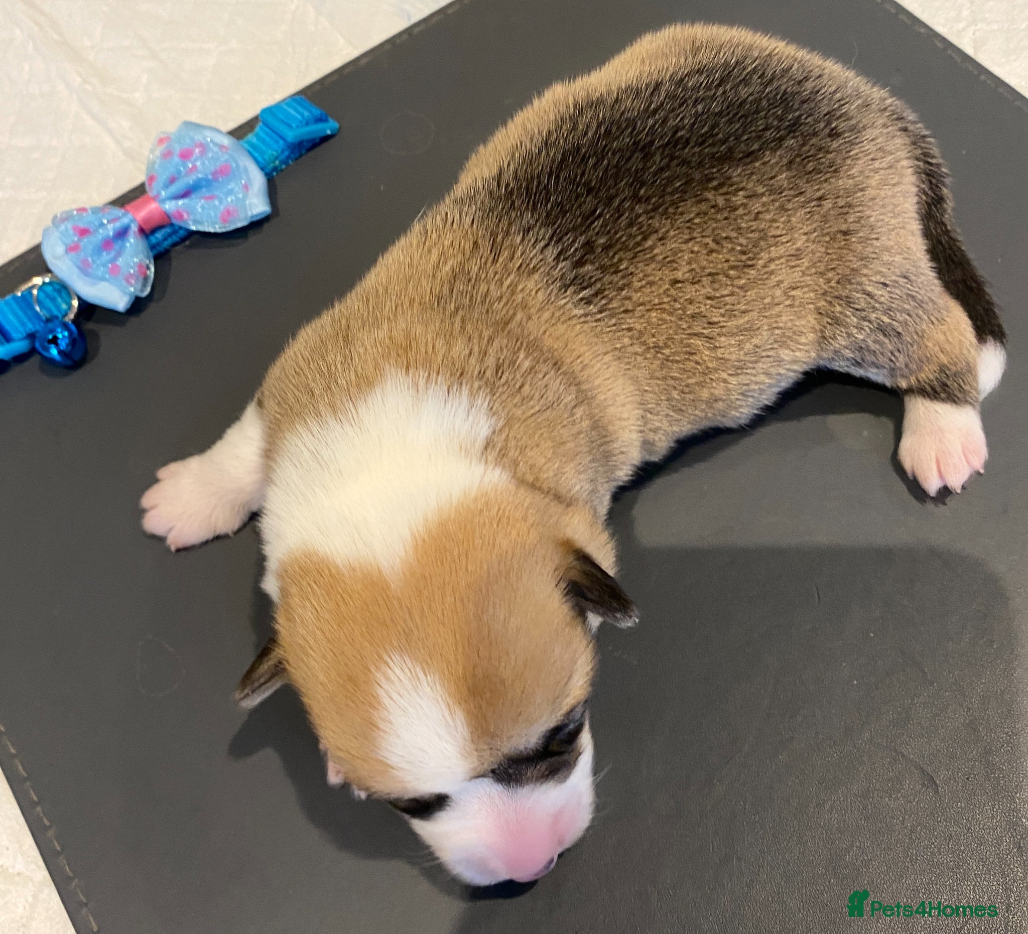 Welsh Corgi Pembroke dogs Welsh Corgi (Pembroke) - Advert 2