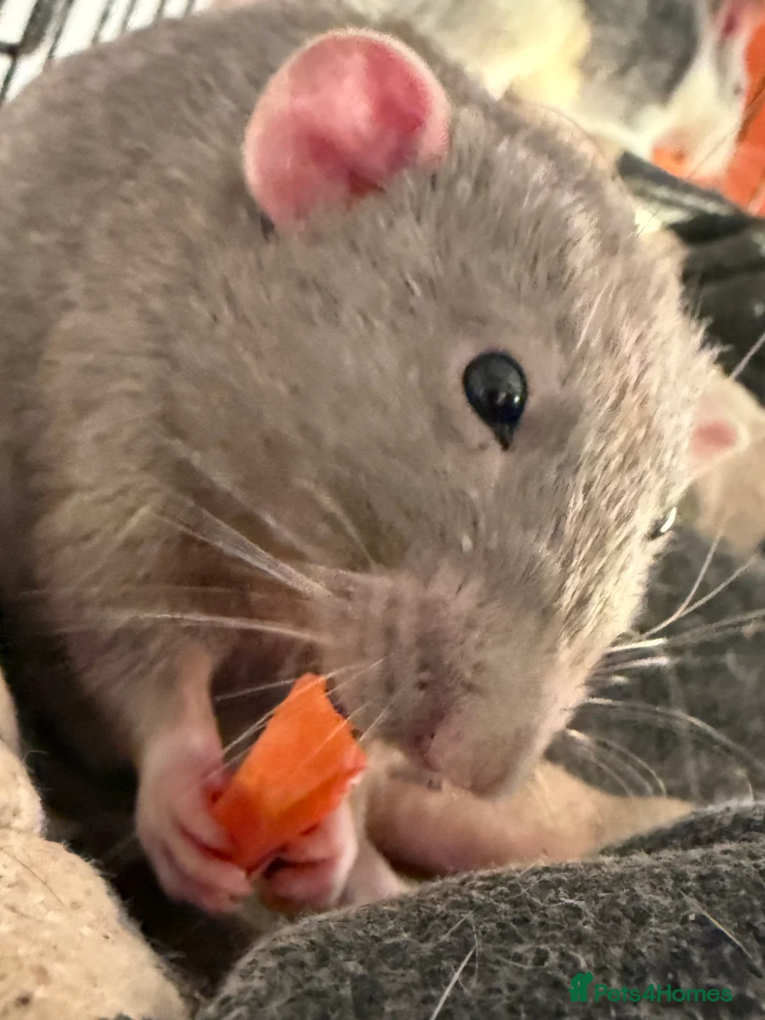 Rat rodents for sale: Male rats for rehoming - Advert 14