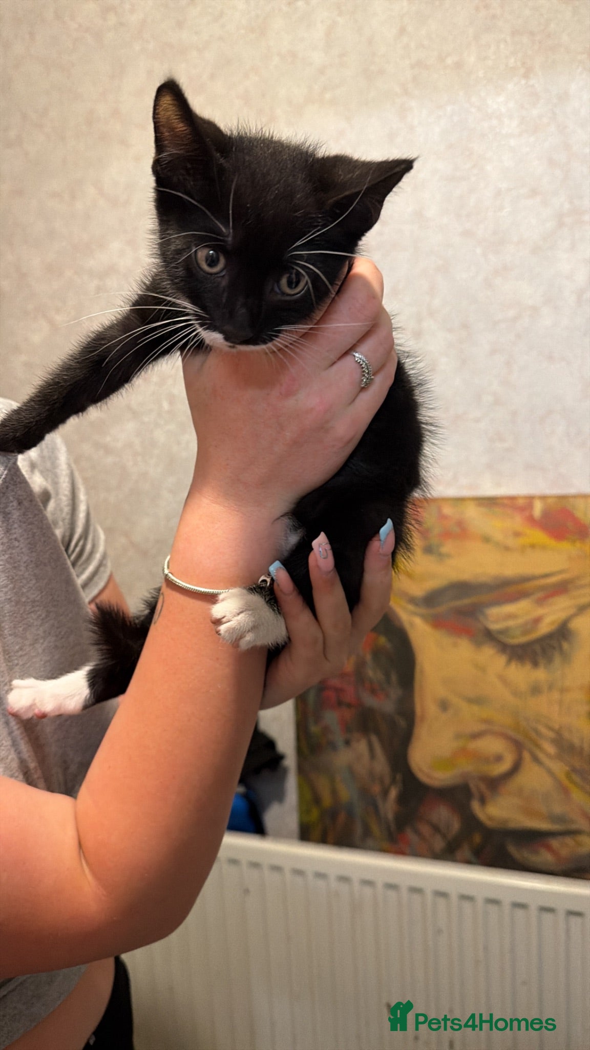 Mixed Breed cats Male kitten  - Advert 5