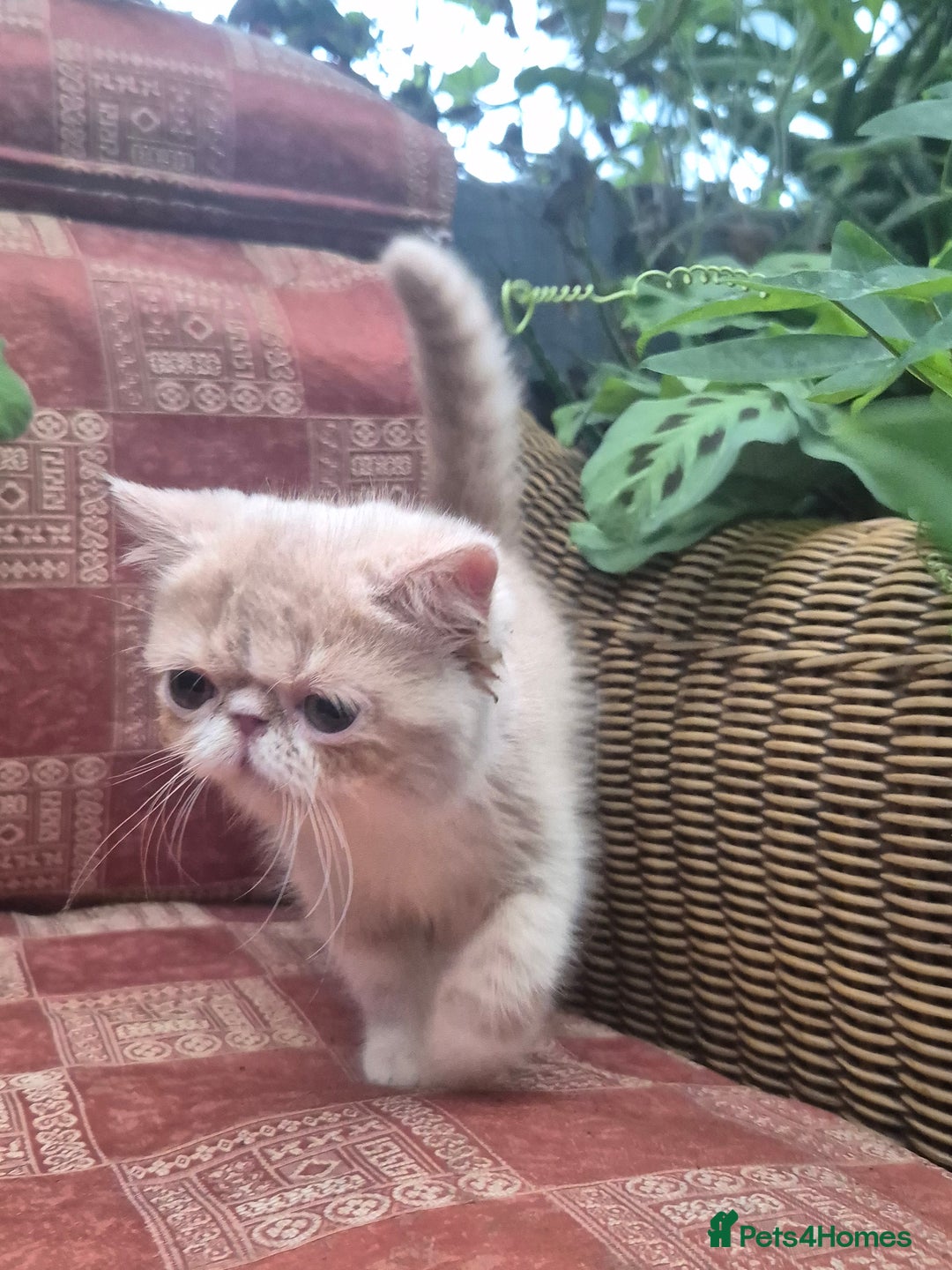 Exotic cats for sale: 💙READY NOW💙🏆Champion sired boys💙 😸  - Image 10