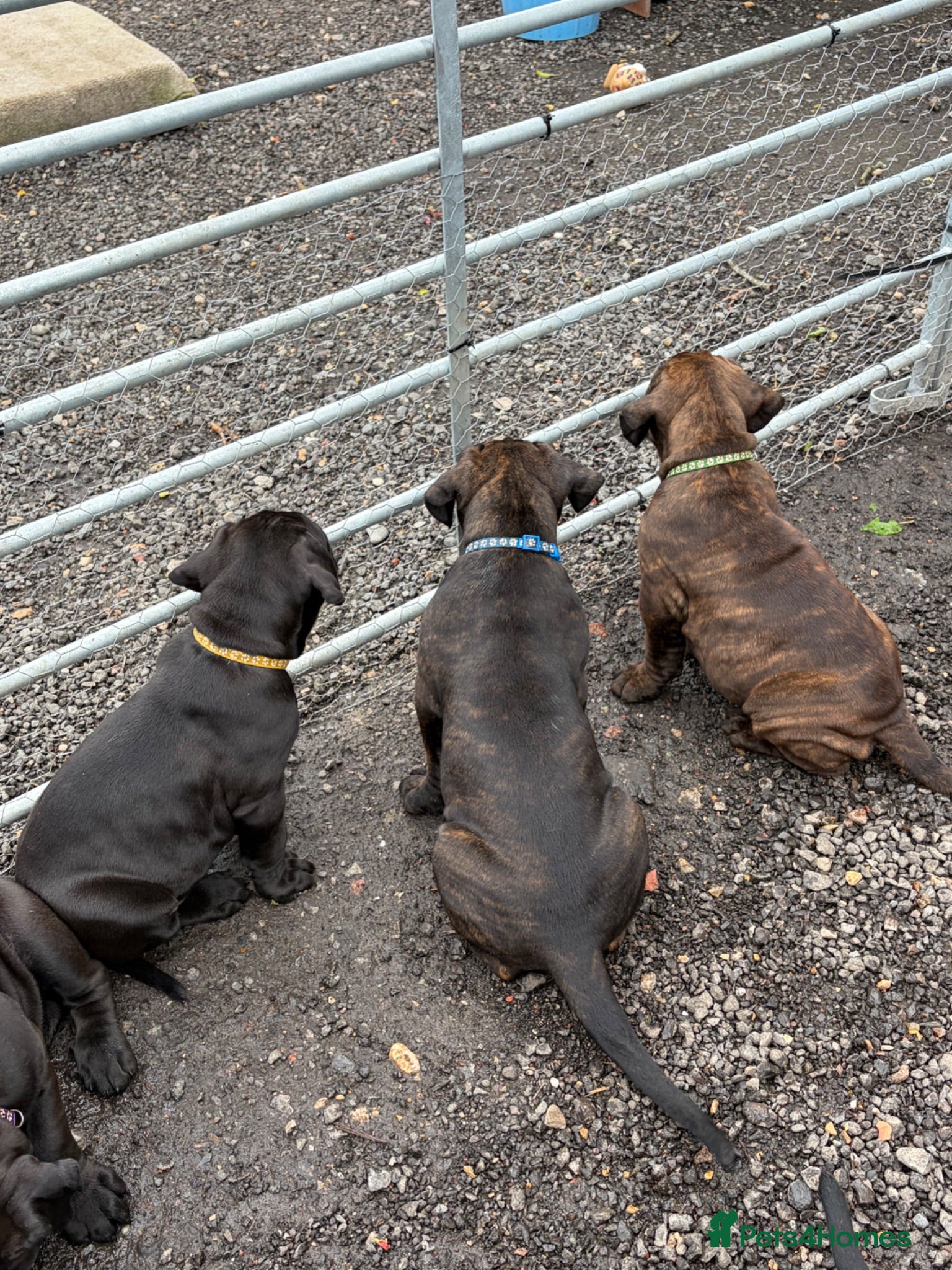 Mixed Breed dogs Cane Corso x Dogue de Bordeaux READY NOW - Advert 2