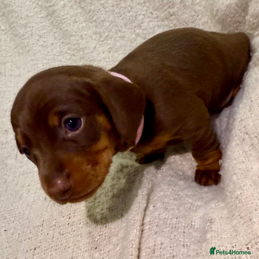 Miniature Dachshund dogs for sale: Mini Dachshund KC Reg -  ONLY 3 MALE PUPS LEFT!  - Advert 27