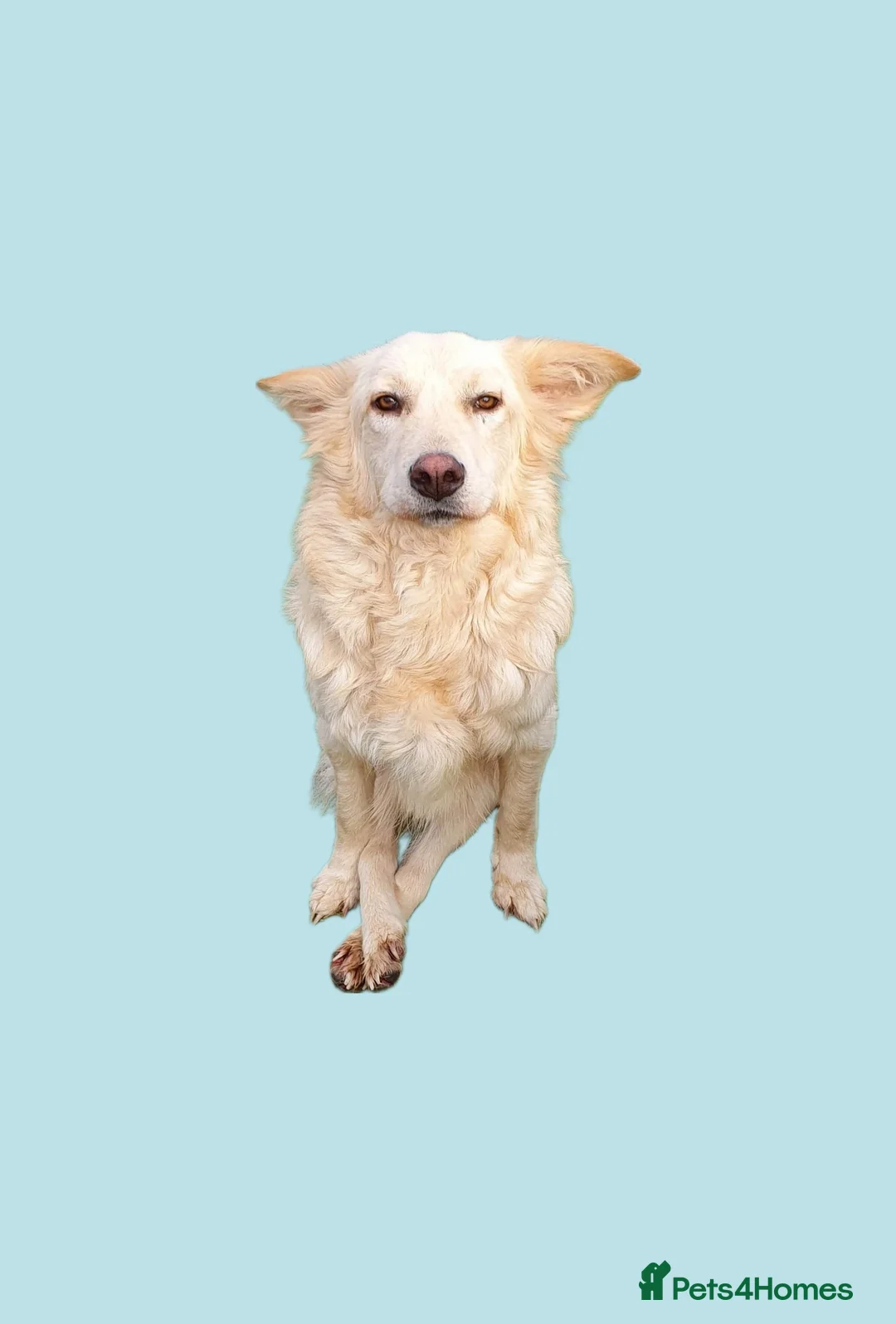 Mixed Breed dogs for adoption: Travis is looking for his perfect family x in Ayr - Advert 18