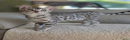 Bengal cats for sale: Gorgeous Health Tested Bengal Kittens  - Advert 3