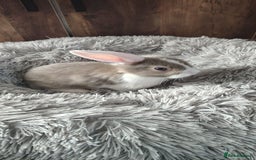 Mini Lop rabbits for sale: Beautiful Mini Lop Babies - 6 to choose from  - Image 11