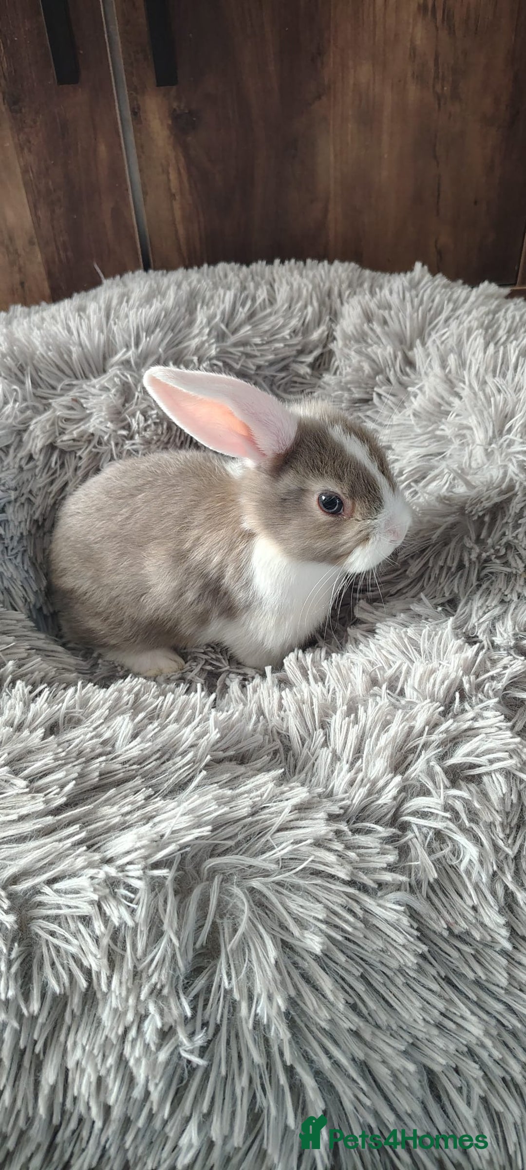 Mini Lop rabbits for sale: Beautiful Mini Lop Babies - 6 to choose from  - Image 11