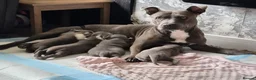 Staffordshire Bull Terrier dogs for sale: Stunning staffy girls - Advert 2
