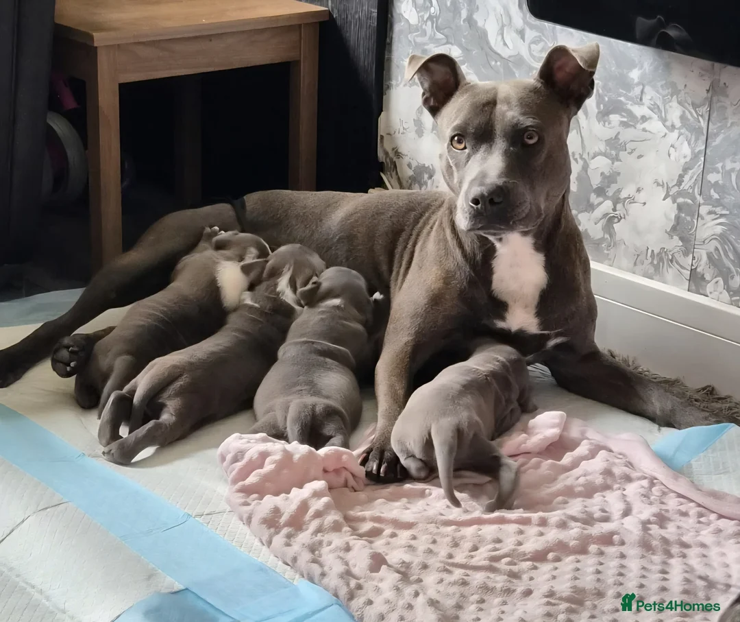 Staffordshire Bull Terrier dogs for sale: Stunning staffy girls - Advert 2