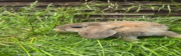 Mini Lop rabbits for sale: Rabits in Maldon - Advert 7