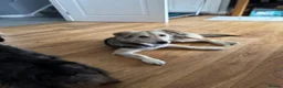 Mixed Breed dogs for adoption: Toffee ❤️  in Coatbridge - Advert 2