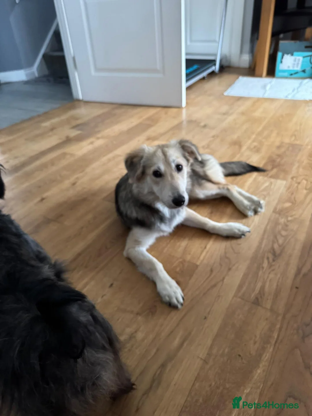 Mixed Breed dogs for adoption: Toffee ❤️  in Coatbridge - Advert 2