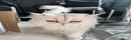 British Shorthair cats for sale: British Shorthair & longhair Chinchilla available  - Advert 3