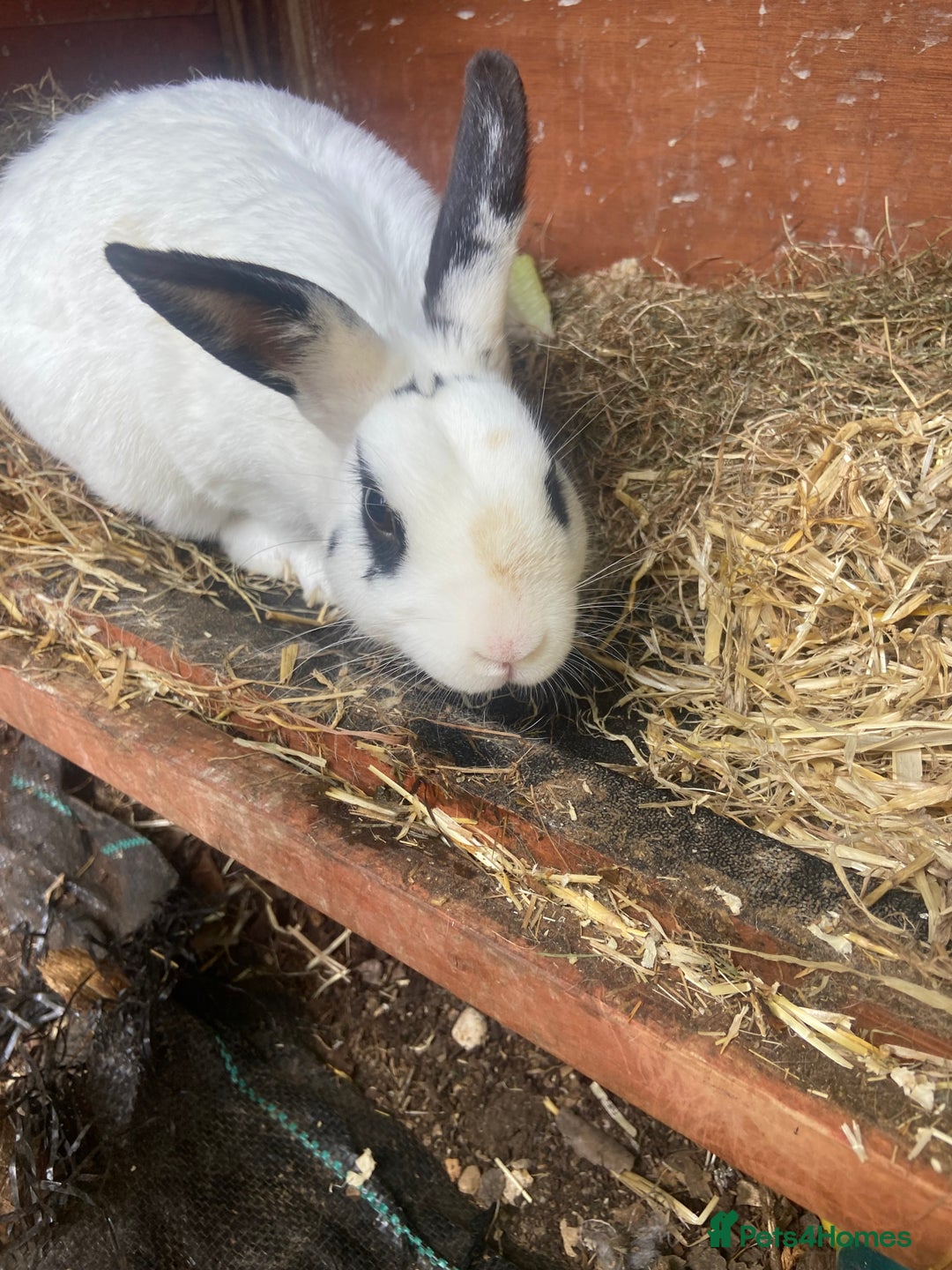 English Spot rabbits for sale: English spot rabbits - Image 2