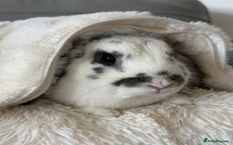 Mini Lop rabbits for sale: Female mini lop - Image 3