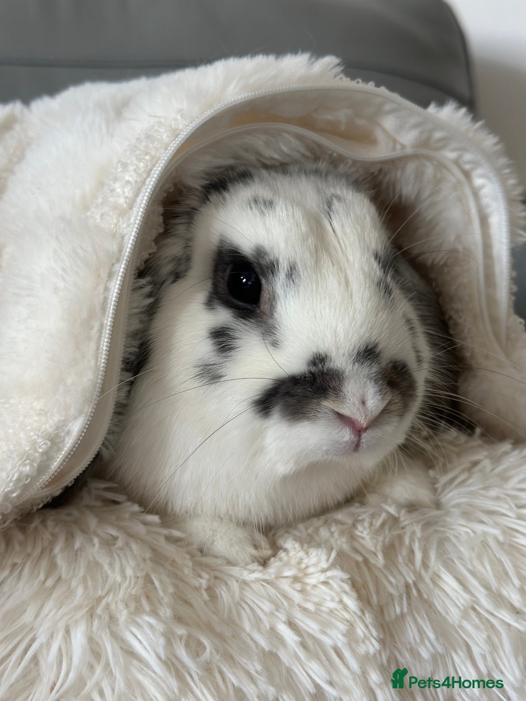 Mini Lop rabbits for sale: Female mini lop - Image 3