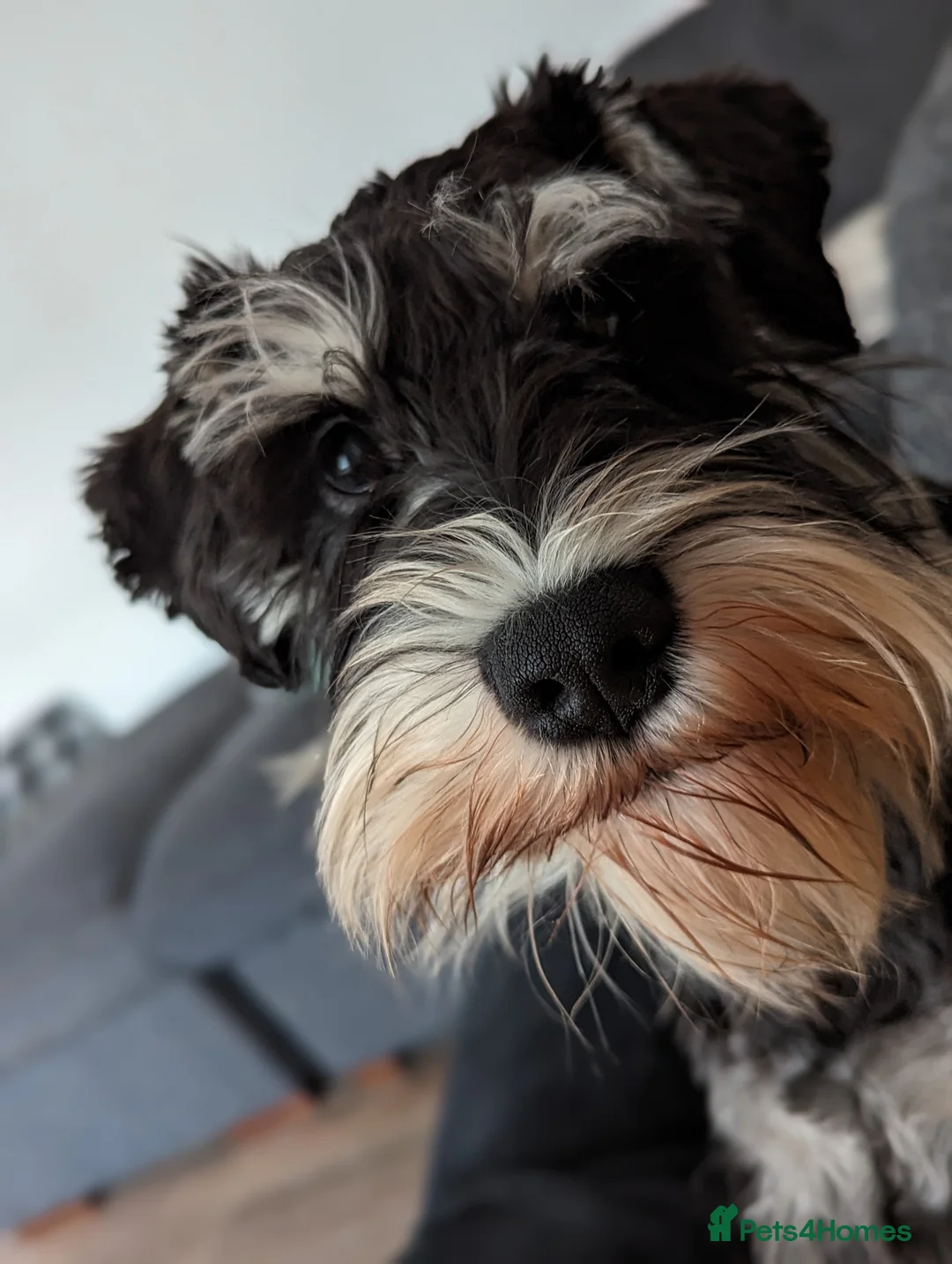 Miniature Schnauzer dogs for stud: Fully health tested, KC reg stud - Advert 5