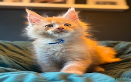 Maine Coon cats for sale: TICA Ginger, Red & Blue Tortie Maine Coon  - Image 10
