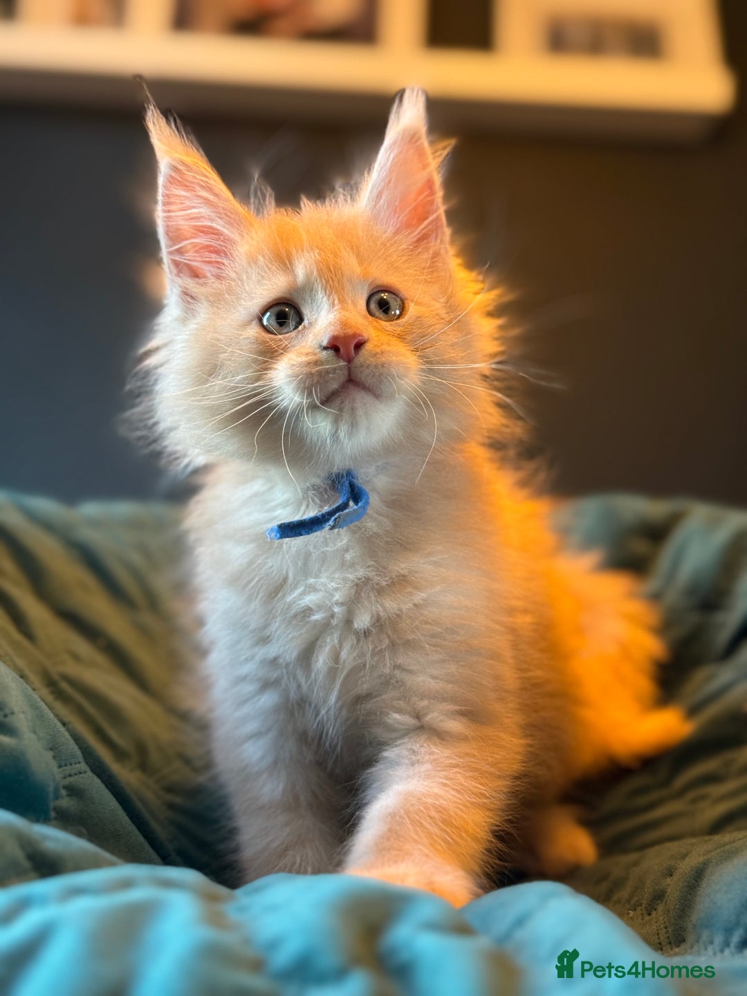 Maine Coon cats for sale: TICA Ginger, Red & Blue Tortie Maine Coon  - Image 10