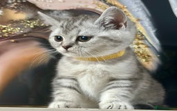 British Shorthair cats for sale: GCCF British short hair kittens for loving homes  - Image 1