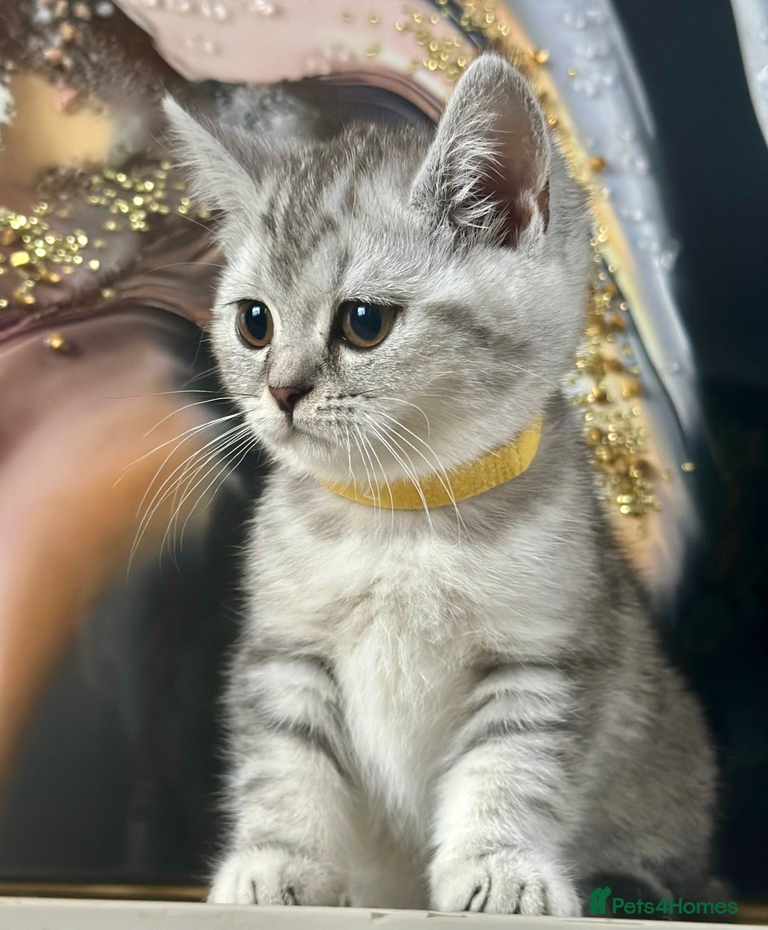 British Shorthair cats for sale: GCCF British short hair kittens for loving homes  - Image 1
