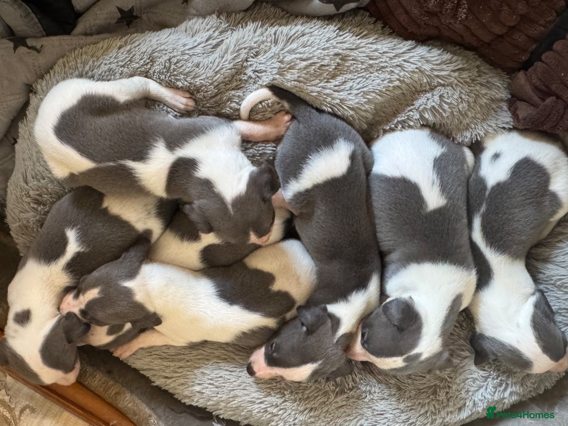Whippet dogs ✨ EXCEPTIONAL PEDIGREE WHIPPETS  - Advert 1