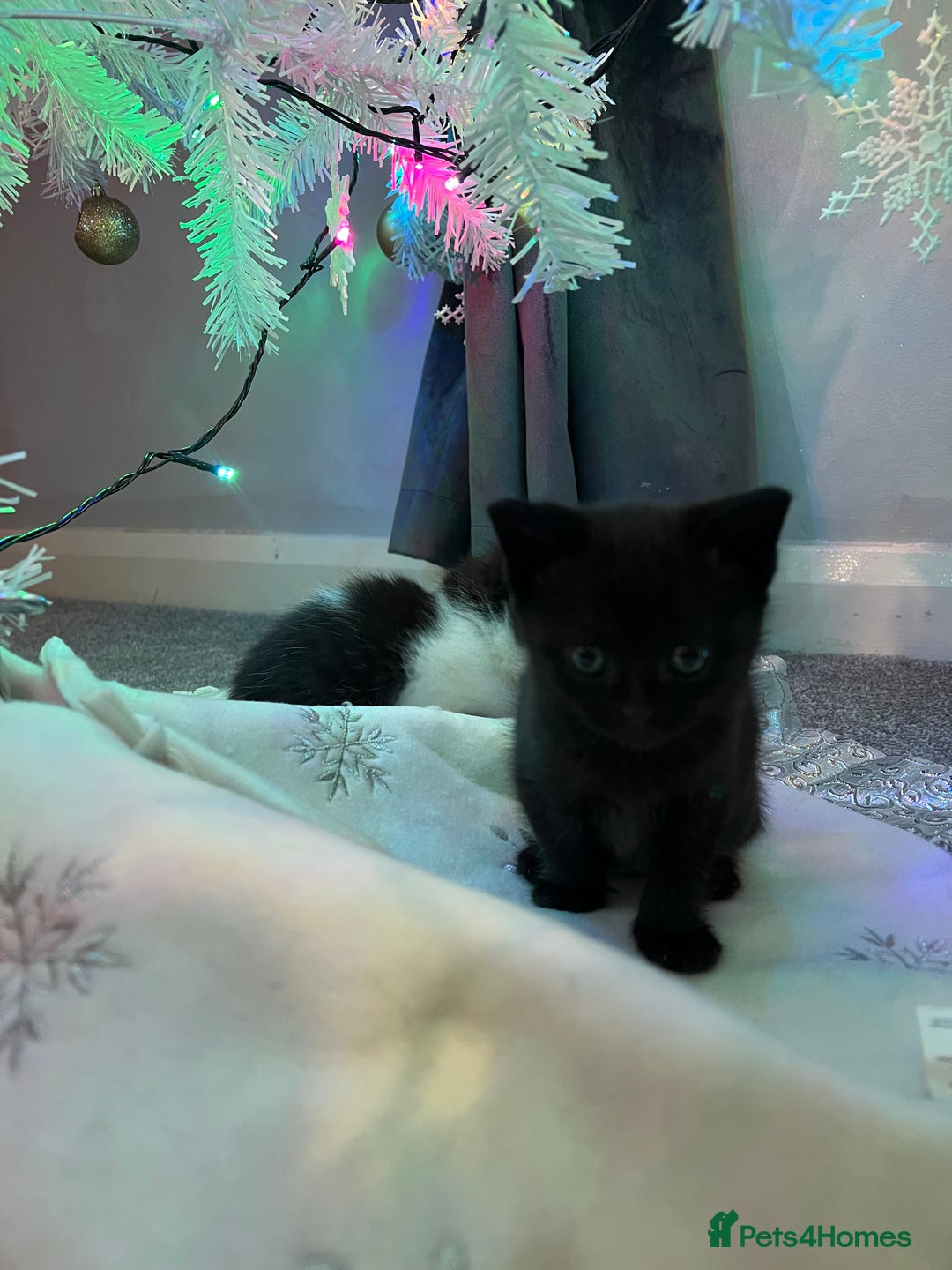 British Shorthair cats for sale: Beautiful British Shorthair Kittens  - Advert 10